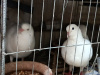 Pigeon কবুতর